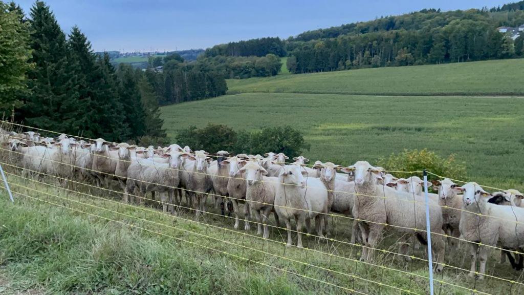 Deine-Eifel-Ferienwohnung Feusdorf Bagian luar foto